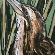 Australasian Bittern