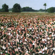 Cotton Field