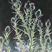 Scotch Thistles